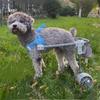 Pet Dog Wheelchair, Small Dog Walking Assisted Wheelchair Car
