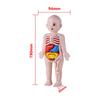 Kid Montessori 3D Puzzle Human Body Anatomy Model Educational Learning Organ Assembled Toy Body Teaching Tool For Children