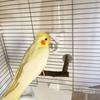 Bird Perch Wood Stand Natural Wood Stick Standing Climbing Bar Paw Grinding Toy for Birds Cage Accessories U-Shape