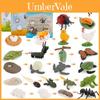 Set Model Animale PVC Colectibil Insectă Pasăre Reptilă Amfibian Pentru Educație Și Expoziție