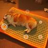 Thickened Fluff Pet Bed Autumn Winter Sleeping Mat Removable Cat Rest Cushion  Pet Supplies