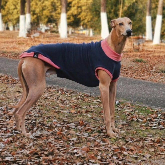 

Spring Pet Dog Jumpsuit,Soft Pajamas for Whippet Italian Greyhound,Medium Poodle Clothes Outfit All Season- Tight Elastic Fabric XS