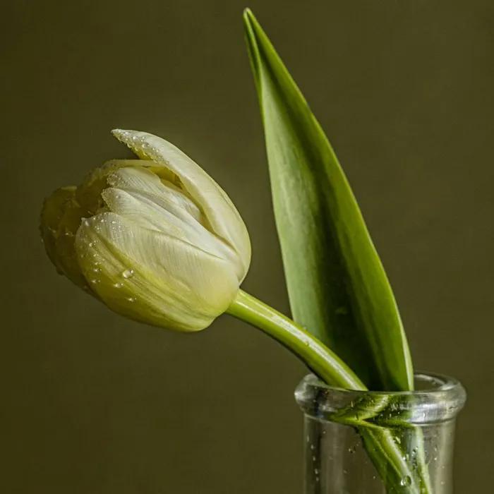 Detulip Hair Perfume Mist 100ml (Green Tulip Scent)