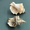 3Pcs, Natural Shell Conch Pendant, Ocean Style Irregular Charms for Jewelry Making DIY Necklace Accessories, Creative Home Decor Supplies