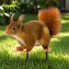 Vivid Squirrel Shape Lawn Decor Realistic Garden Stake, 2D Flat Acrylic Yard Art Outdoor Decorative Ornament Cute for Patio Pathway Decoration Stakes