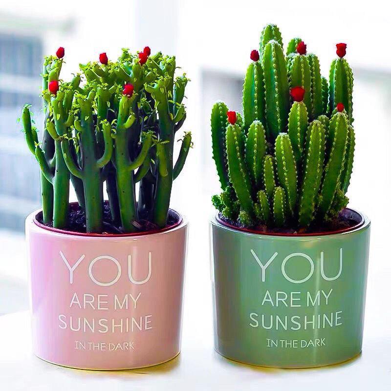 Easy-Care Succulent Arrangement: Wealth-Attracting Mountain Cacti & Flowers for Office or Living Room Décor