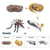 Toys Model Educational Simulated Animal Card Set Insect Plant Growth Cycle Cognitive Montessori Parish Home Open Learning Kids