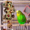 Parrot Chewing Toy Interactive Bird Cage for Accessories Home Indoor
