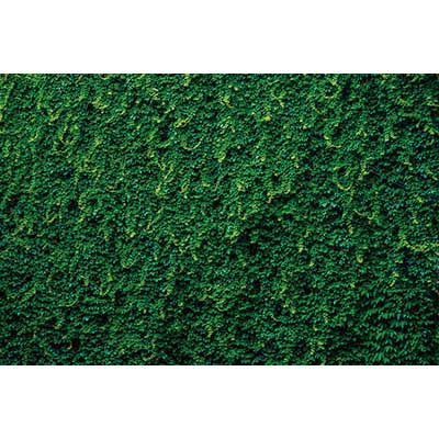 MOON.QG Tropical Leaves Backdrops Spring Garden Backgrounds Green Grass Photo Wall Customized Name Birthday Wedding Photocall