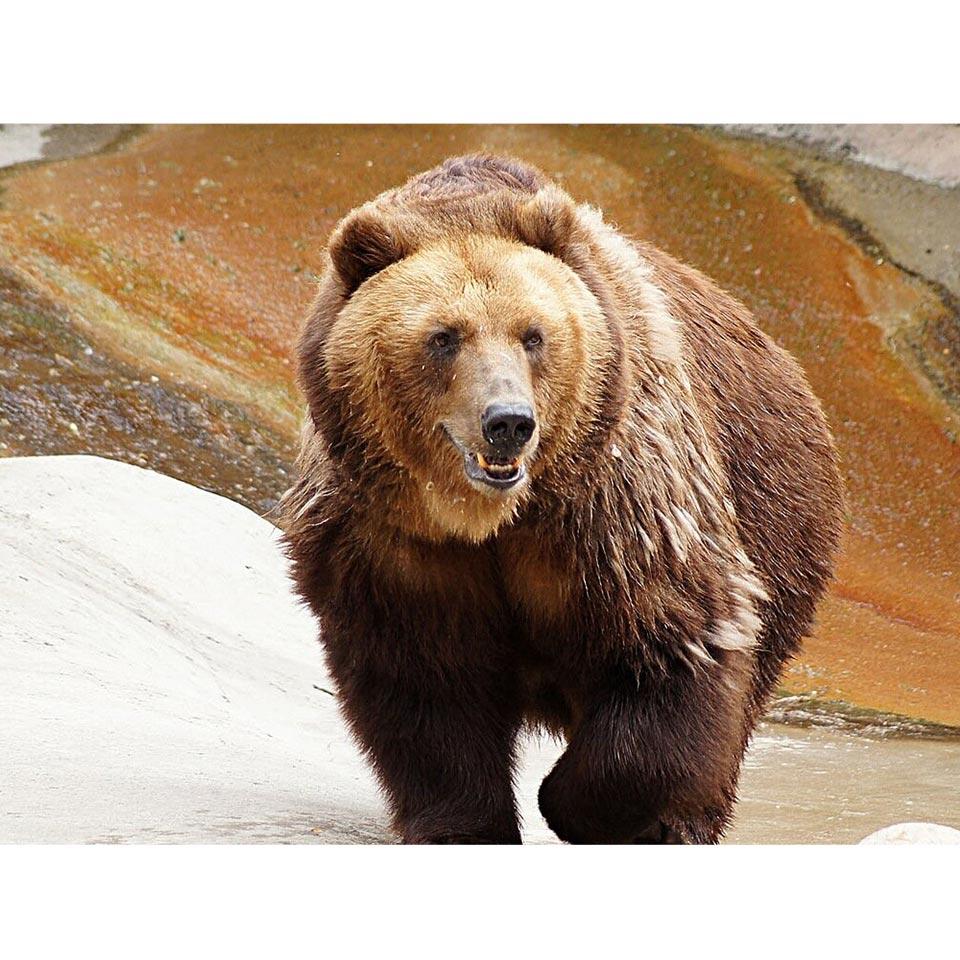 5D DIY Diamond Painting Bear Cross Stitch Kit Full Round Diamond Embroidery Animal Mosaic Rhinestones Picture Home Decor