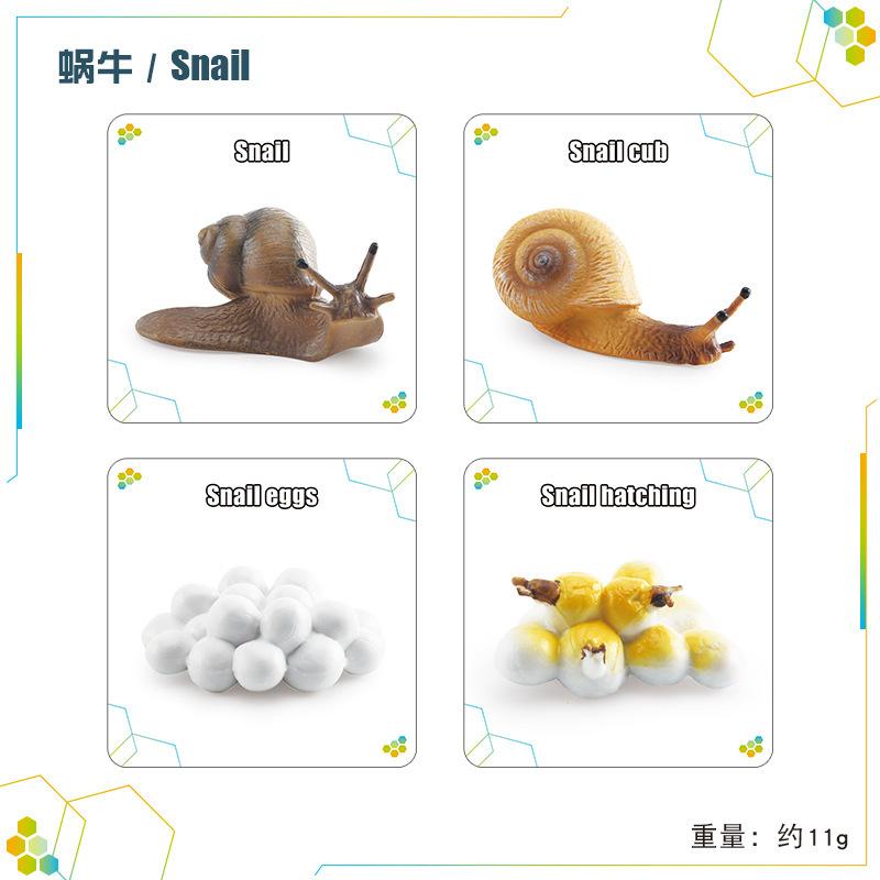 Children'S Science And Education Cognition 16 Animal, Plant And Insect Life Cycle Cards Early Childhood Education Card Toys