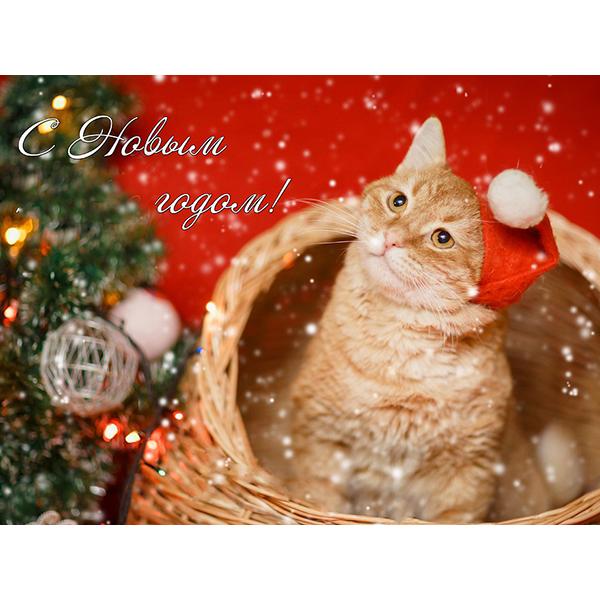 5D DIY pictură cu diamant Kit de artizanat pisică complet pătrat rotund broderie cu diamante animale cu punct de cruce Kit mozaic Decoratiuni de Crăciun