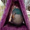 2025 News Pet Bird Parrot Cages Warm Hammock Hut Tent Fashion Bed Hanging Cave for Sleeping and Hatching Cage Decoration