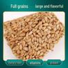 Baibaoku Sunflower Seed Crisp