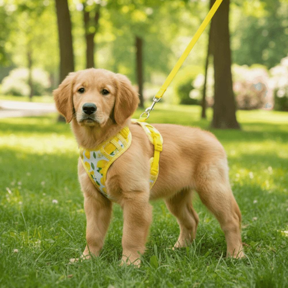 Cartoon Pattern Dog Harness Leash Set Escape-Proof Pet Walking Rope Dog Harness Vest Daily Use