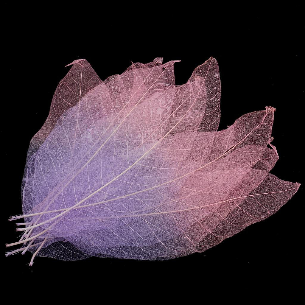 50 Pieces Magnolia Skeleton Leaf Leaves Scrapbooking