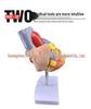 Natural Heart Anatomy Model for Cardiology and Ultrasound Teaching