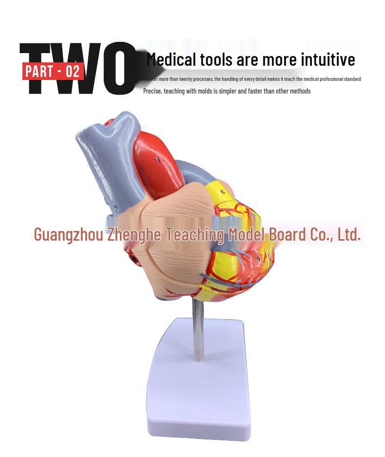 Natural Heart Anatomy Model for Cardiology and Ultrasound Teaching