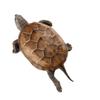 Golden Line Chinese Grass Turtle - Easy-to-Raise Omnivorous Pet for Outdoor Ponds