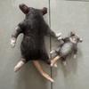 Built in Skeleton Mouse Doll Animal Figure Funny Mouse Toy Creative Plush Rat  Children