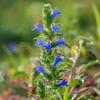 60 Graines de Vipérine Commune - SemiSauvage Permaculture