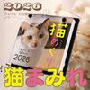 Cat Calendar 2026 Daily Calendar CK-C26-01