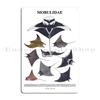 SEASHELLS SEA CREATURES SHARKS Poster with Names Metal Sign Cinema Decoration Pub Plaques Tin Sign Poster