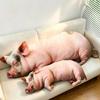 PP Cotton Filled Poultry Throw Pillows 40cm Size Pig Keychain Animal Cushion Doll Toys  Bedroom Use