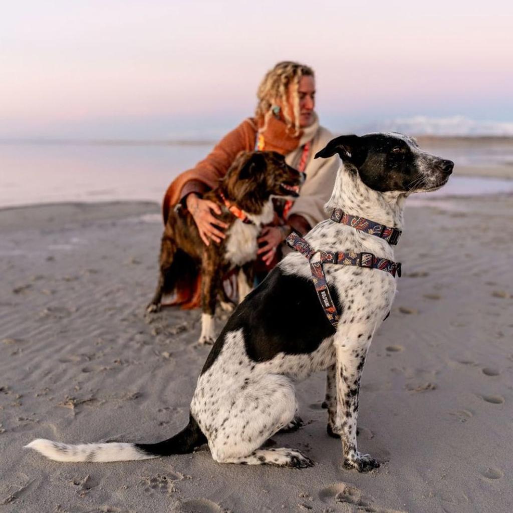 WOLFGANG Dawn Patrol Geschirr (M-Größe) 1,6 cm breit x 40-61 cm Brustumfang [Geschirr für mittelgroße Hunde]