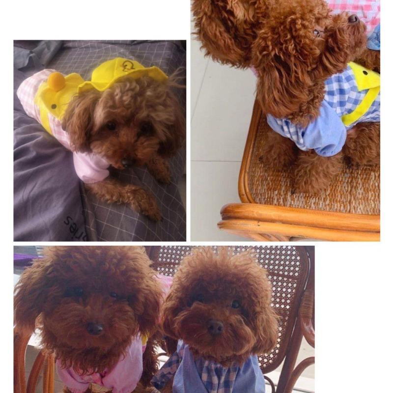 Kindergarten Cartoon Hunde-Rucksack, Haustierkleidung, Hunde- und Katzenzubehör, Frühlings-, Sommer- und Herbst-Katzen-Sets