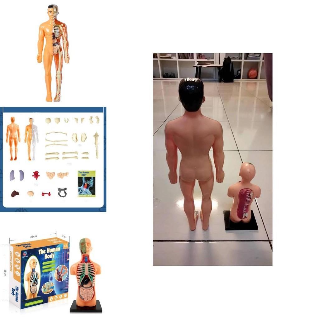 Educational Anatomy Toy For Exploring Human Body