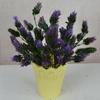 Artificial Plants Pine Cone Bookstores Coffee Shops 4color