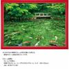 500 Piece Jigsaw Puzzle Dancing Color Monet's Pond (Gifu Prefecture) (38x53cm)