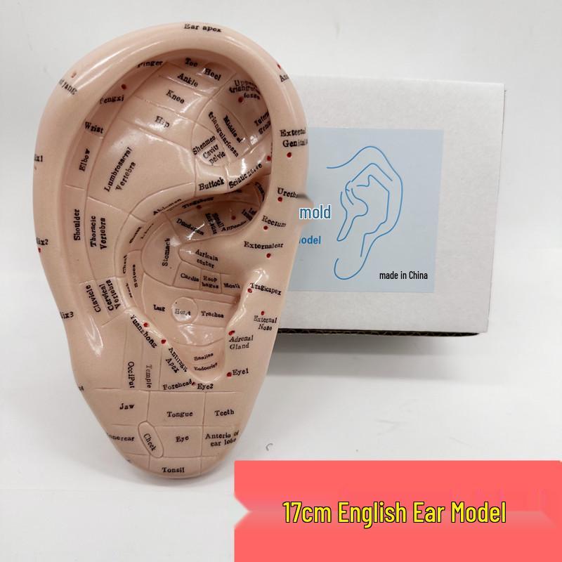 17cm Ear Acupuncture Model with Zone Lines