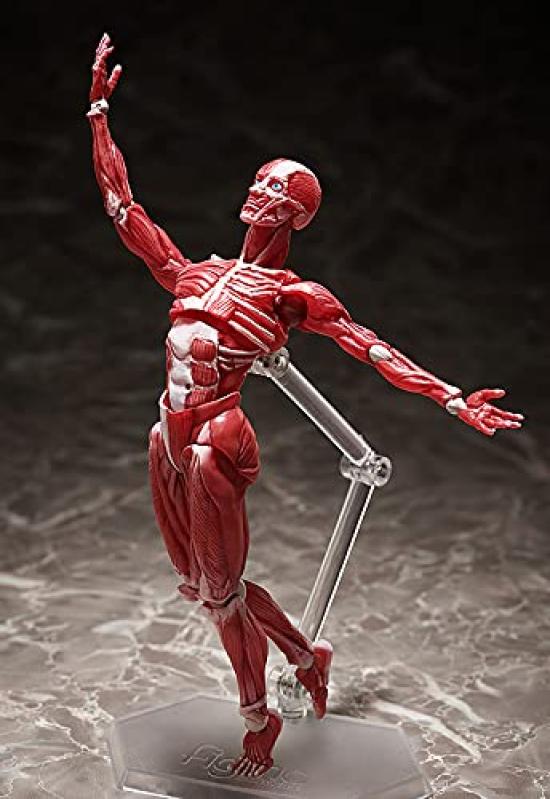 Figma модель человеческого тела раскрашенная подвижная фигурка F51042 нестандартного масштаба АБС и ПВХ