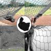 20m X 4m Black Bird Netting, Heavy Duty Bird Netting, Poultry Aviary Netting, Bird Protection Nettin
