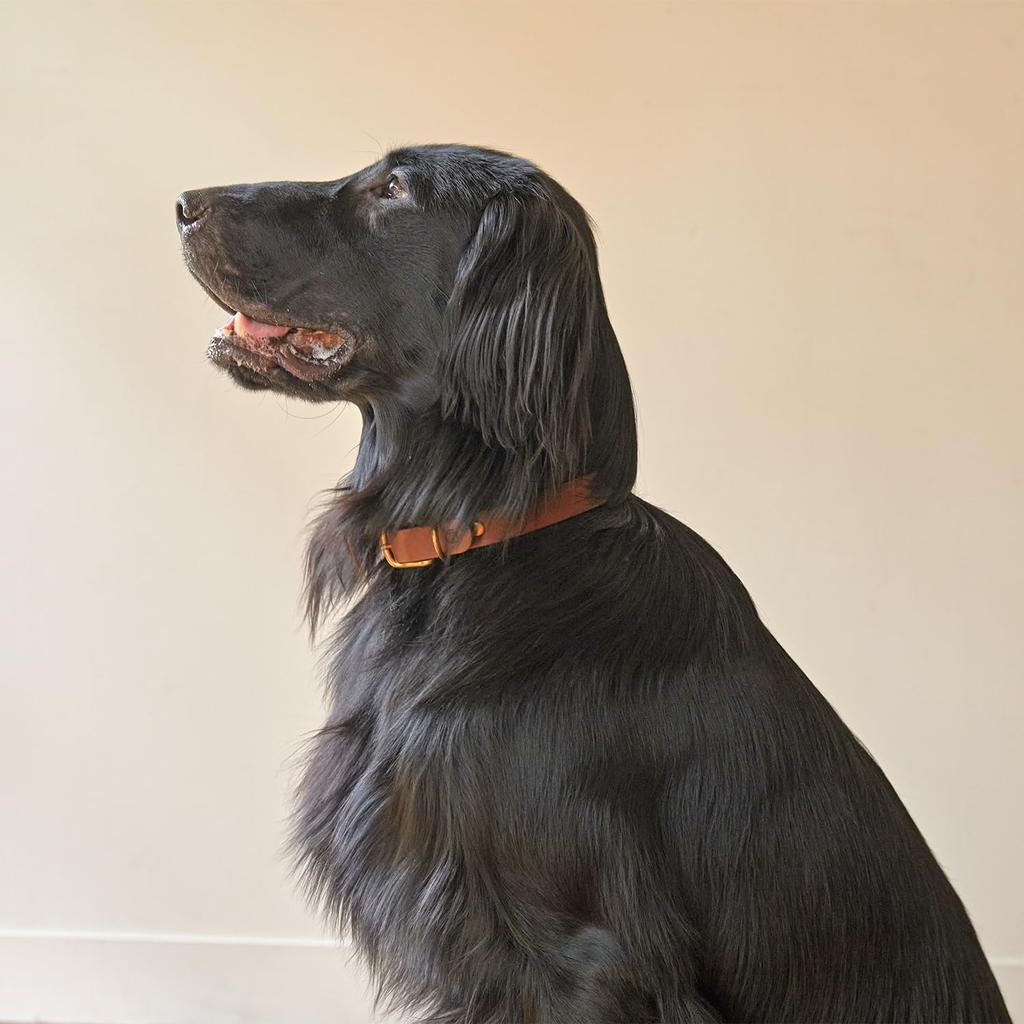 We Original All Leather Collar Brown GOOD MANNERS DOG SERIES - (L) /