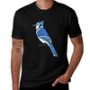 Blue Jay Tshirt Standard Fit Solid Tee Shirt