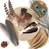 40/48Pcs Long Natural Feathers Bulk Assorted Pheasant Plumage Peacock Feathers  Holiday Decoration