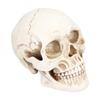 Animal Skull Model Skull Decoration Ornament Resin Craftwork Halloween Props for Home Party Decor