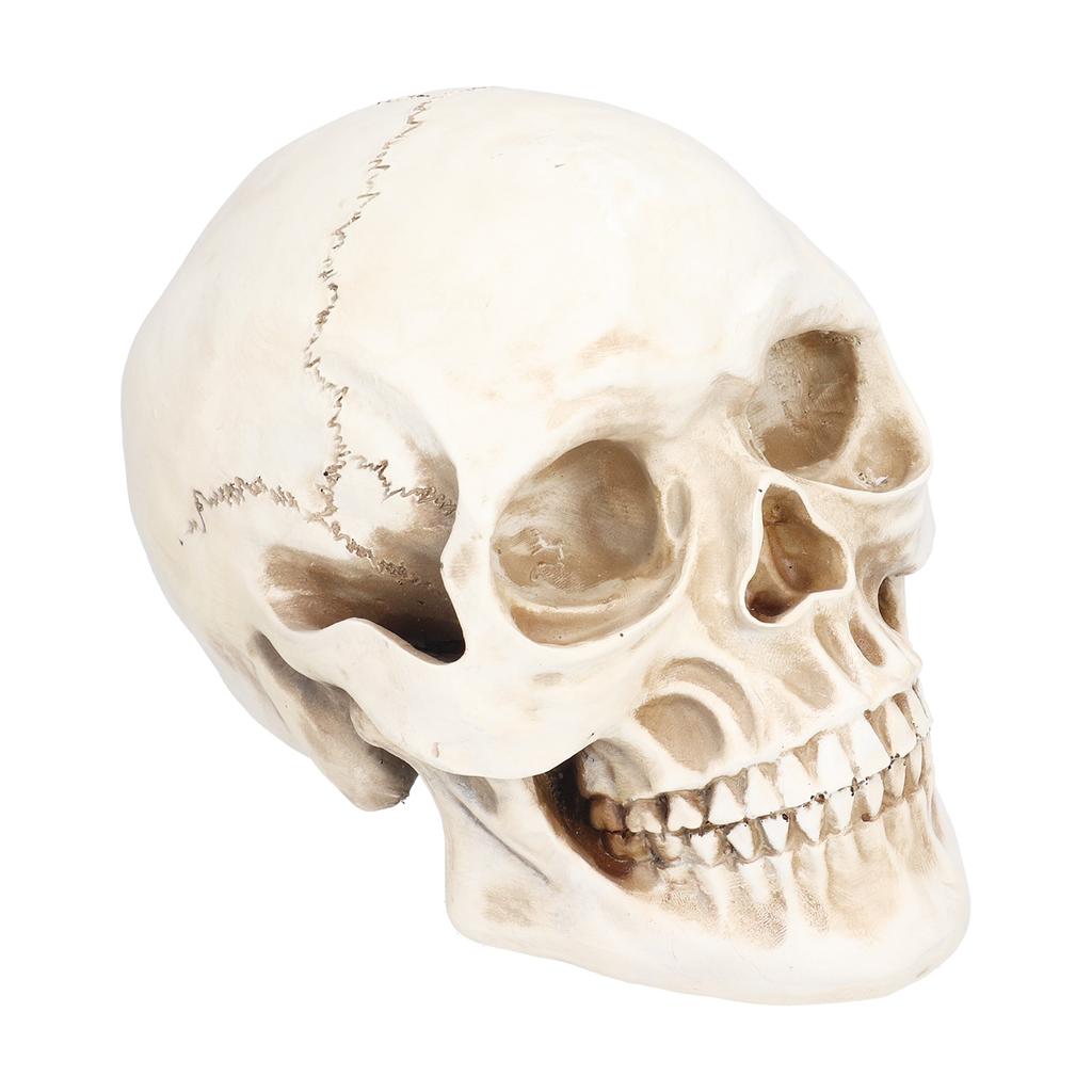 Animal Skull Model Skull Decoration Ornament Resin Craftwork Halloween Props for Home Party Decor