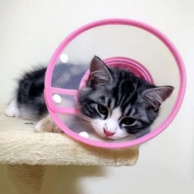 Cat Cone Collar Adjustable Lightweight Pet Elizabethan Collar Plastic Clear Cone Recovery E-Collar for Puppies Small Dogs & Cats