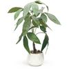 Ninian and Kino Faux Green Pachira In a 35cm Ceramic Artificial Plant with a Realistic No Maintenance Will Not Indoor Decorative Perfect for Living
