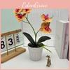 Faux Butterfly Orchid Green Plant With Embossed Finish For House Decoration And Giftgiving