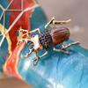 1Pc Beetles Enamel Pin Rhinestone Bugs Brooch Insect Brooches And Pins Scarf Bag Clip Accessories