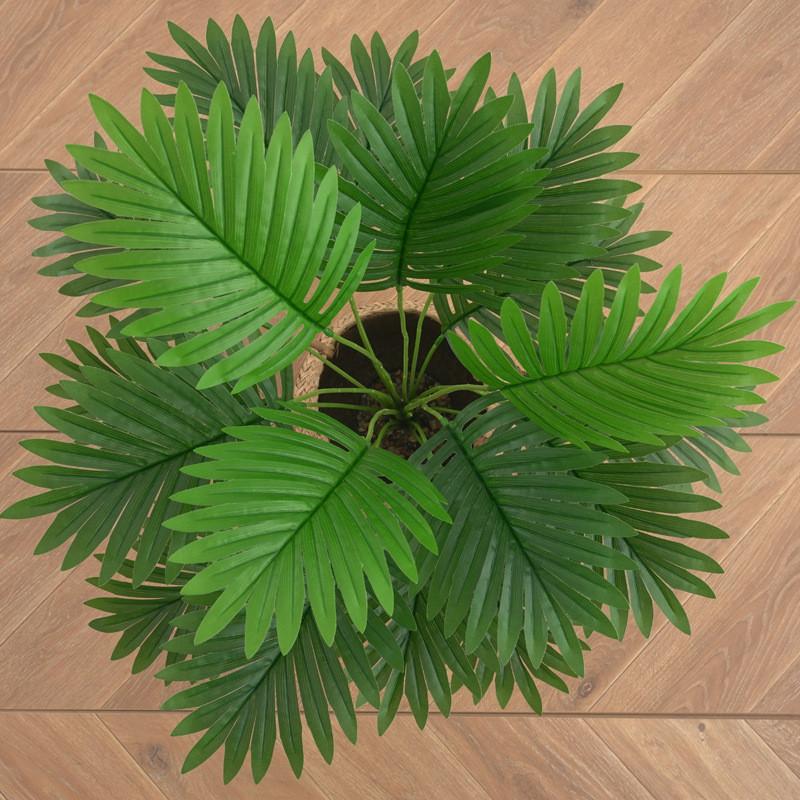 Lutescens Dypsis Greenery For Interior Decor And Garden Photography Props