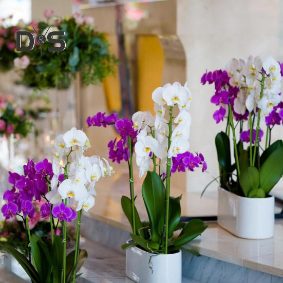 20 ks Tyčinky na rostliny Ohebné Tyčinky na rostliny s jedním stonkem Kovové tyče na podporu růstu rostlin pro orchideje Pivoňky Růže Rostliny v květináčích