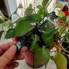 Transparent Anti Blu-ray Glasses Zinc Zinc Alloy Men Zinc Zinc Alloy Sunnies Photochromic Sunglasses  Father's Day
