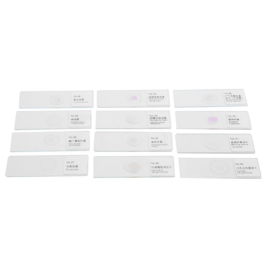 50 szt. Gotowe szkiełka mikroskopowe z próbkami mikrobiologicznymi w pudełku do przechowywania