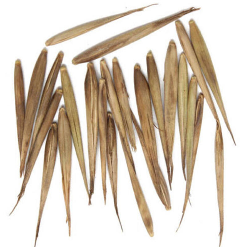 Moso Bamboo Seeds Garden Plant Seeds 100 pcs Phyllostachys Pubescens Moso Bamboo Seeds Garden Plant Seeds 100 pcs Phyllostachys Pubescens